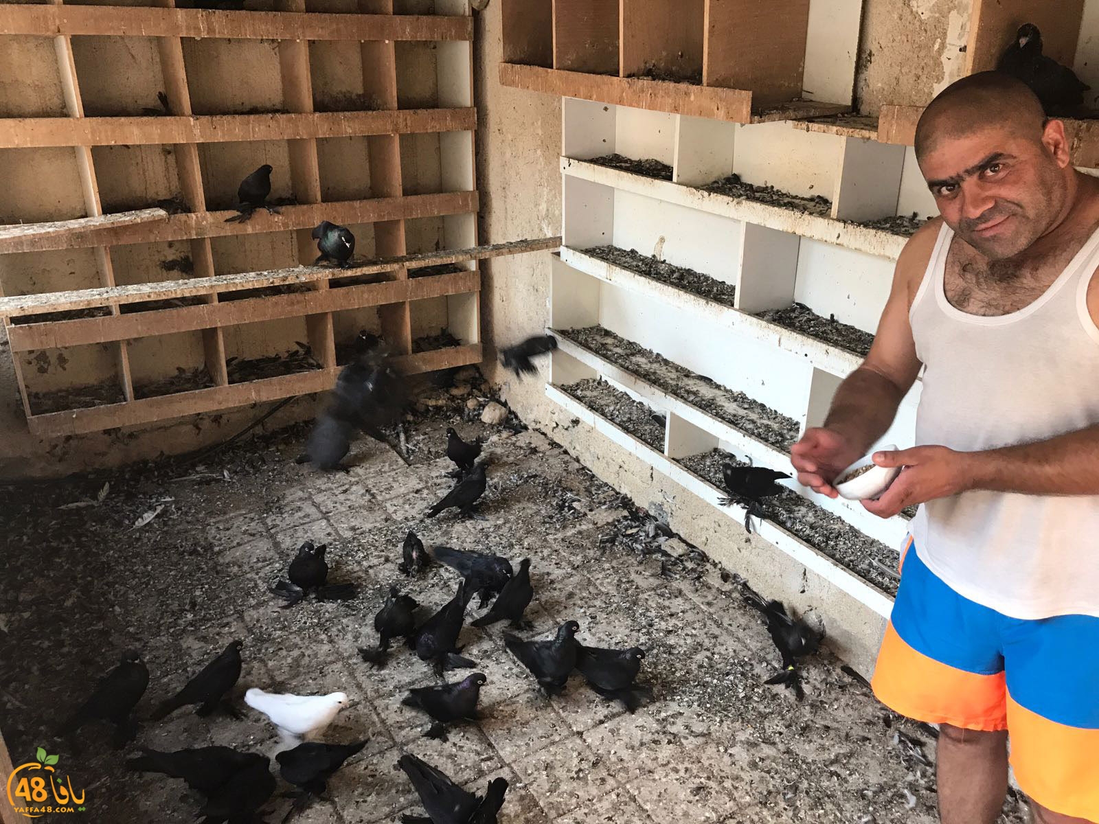 zohdi 3ashoor 7amam (2).jpg